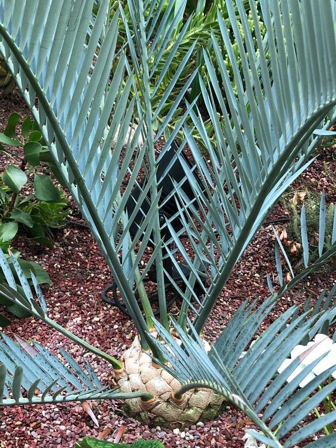 Encephalartos lehmannii bark