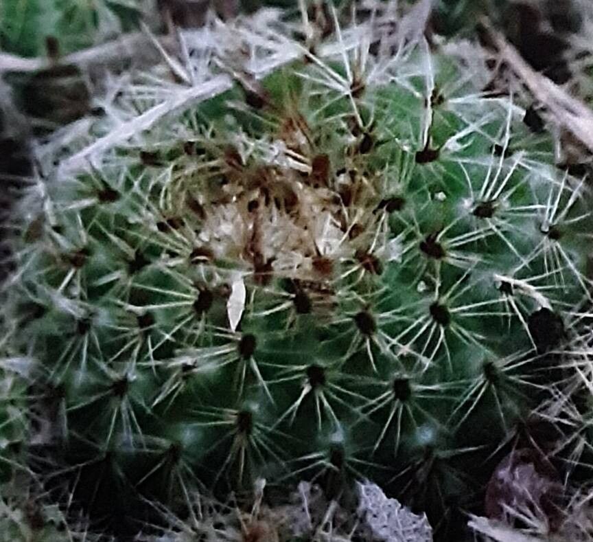 Frailea diersiana — related species from the same genus