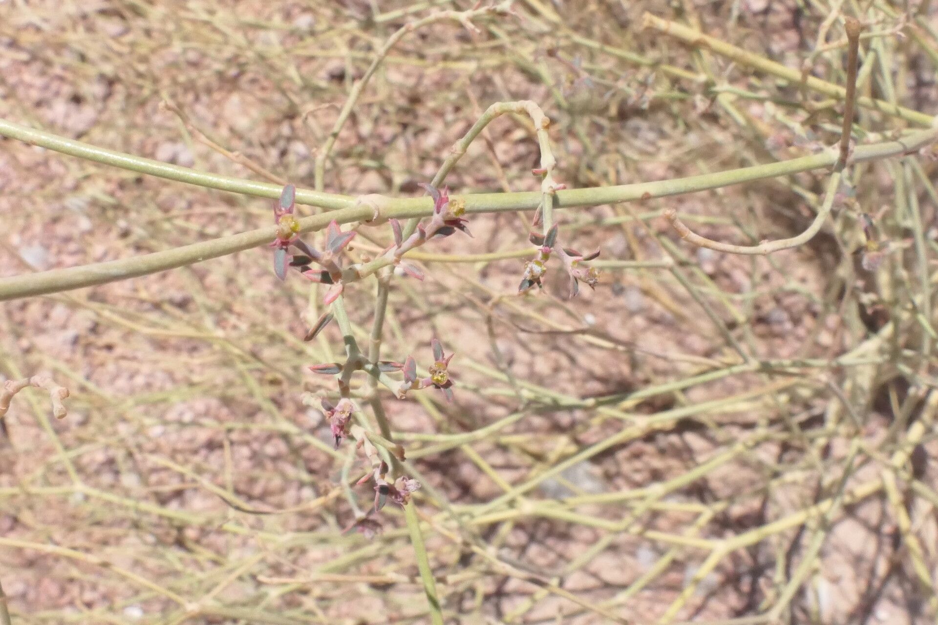 Euphorbia glanduligera flower