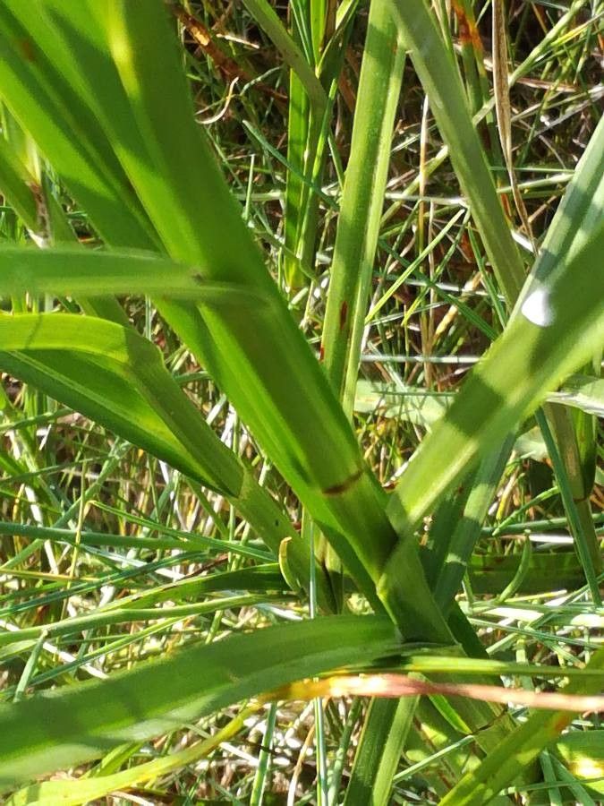 Bolboschoenus maritimus leaf
