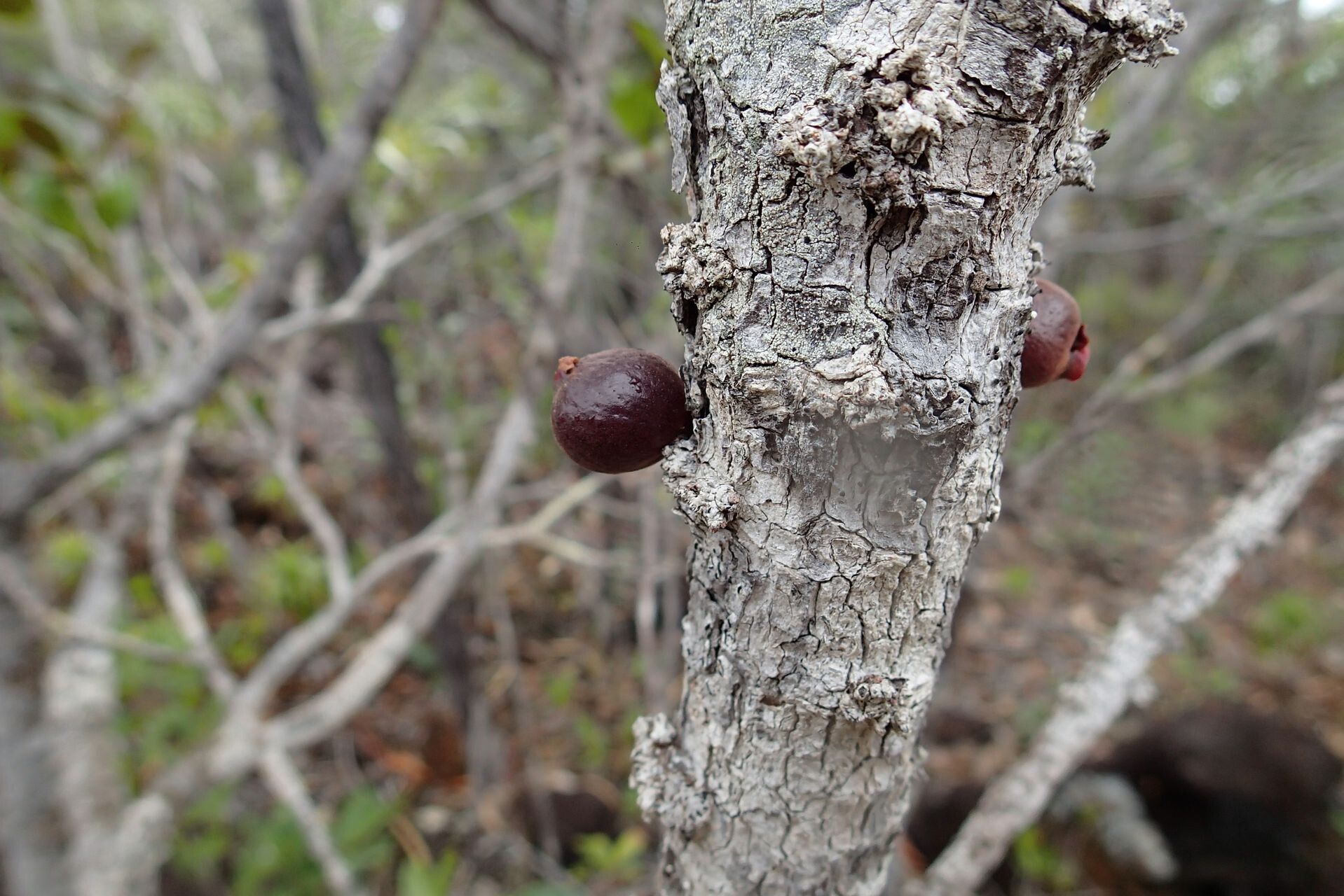 Eugenia hurlimannii fruit