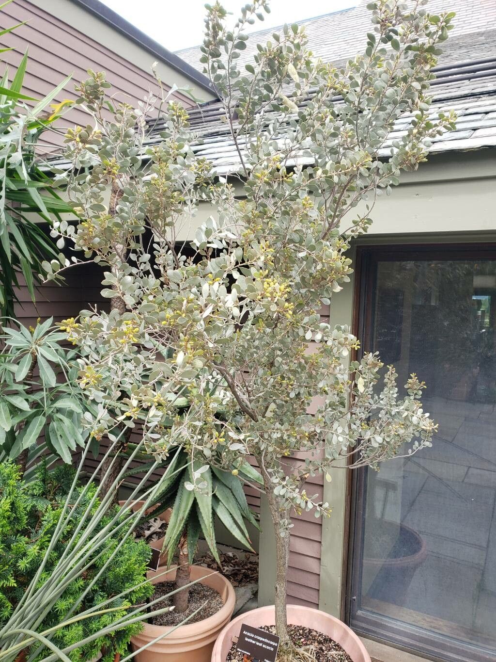 Acacia craspedocarpa habit