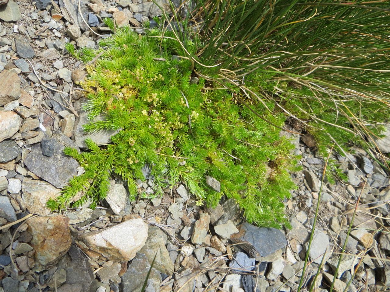 Galium cespitosum habit