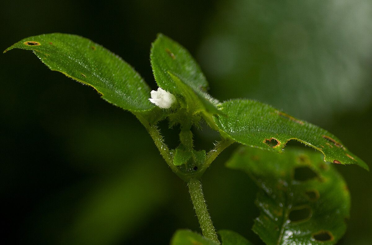Streptocarpus kamerunensis flower