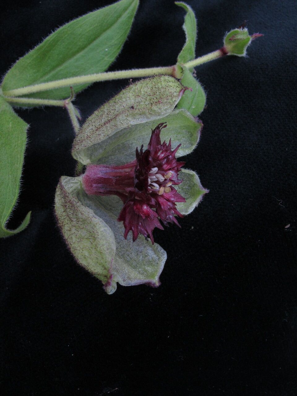 Silene helleboriflora — houseplant care guide