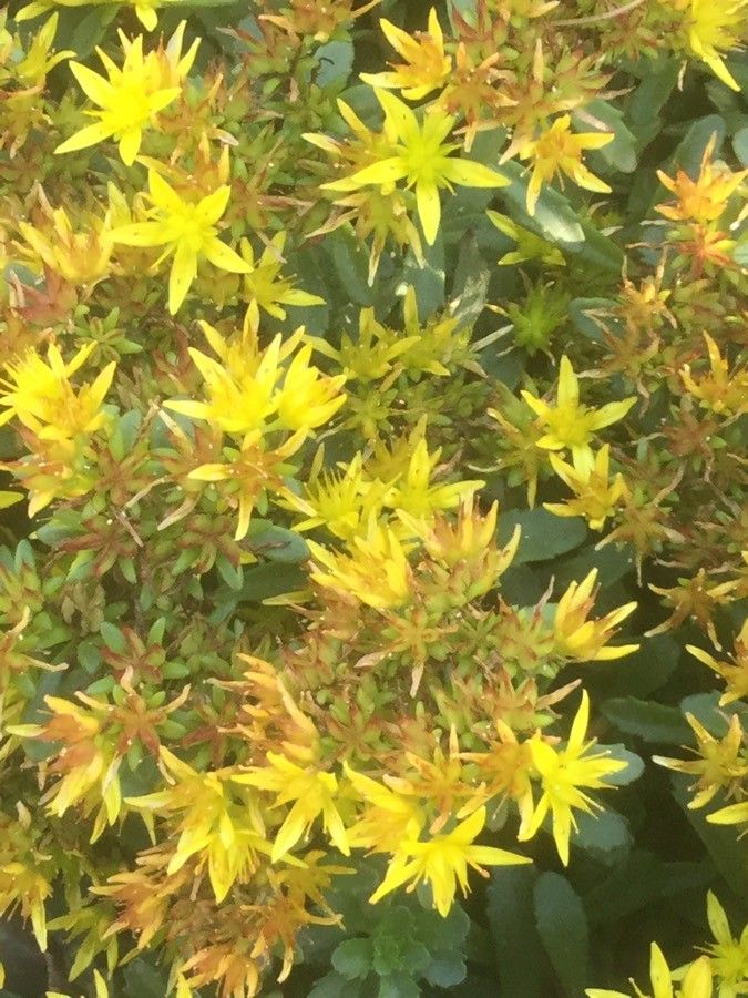 Sedum hybridum flower
