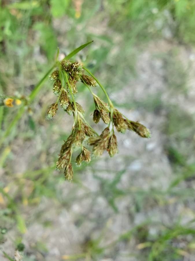 Scirpus pendulus — clay tolerant houseplant