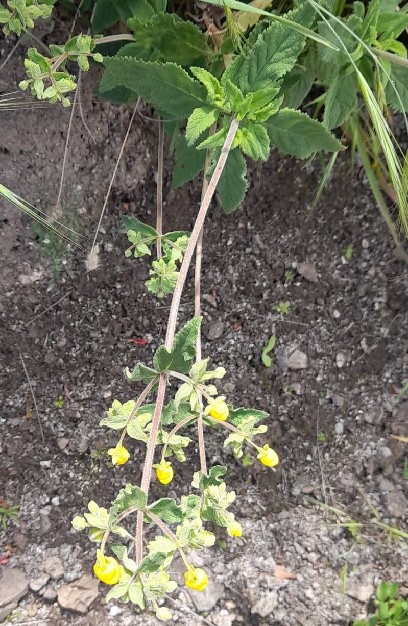 Calceolaria andina habit
