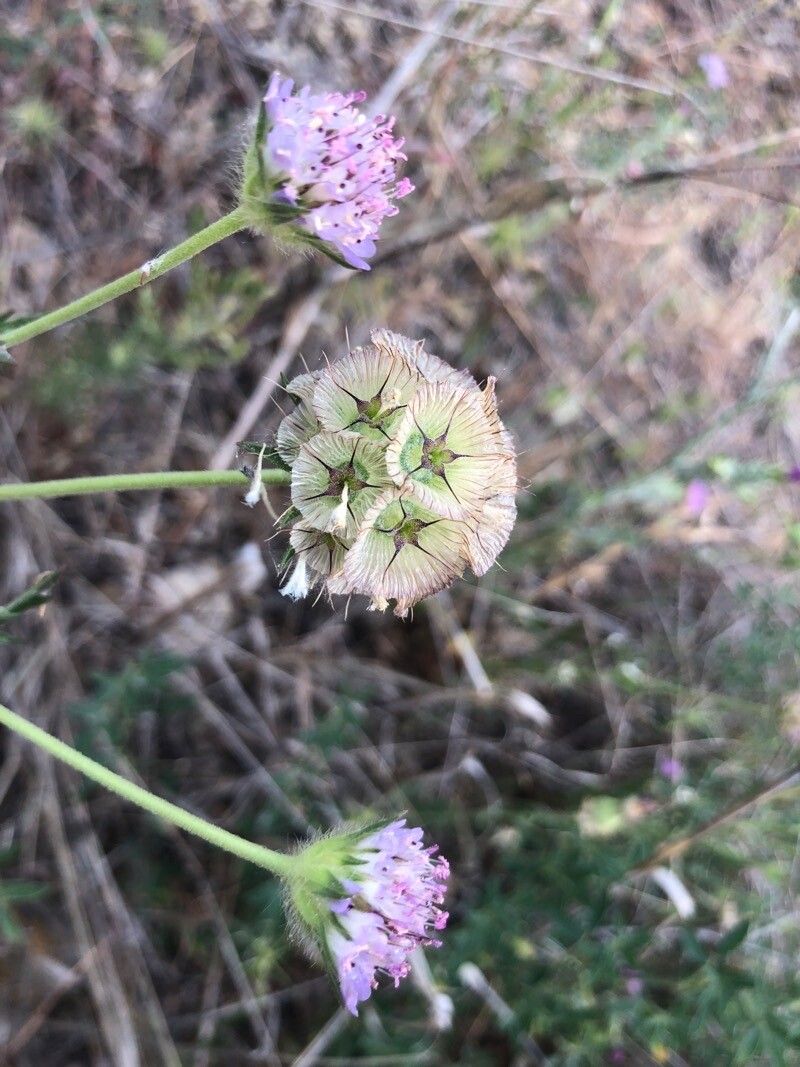 Lomelosia simplex leaf