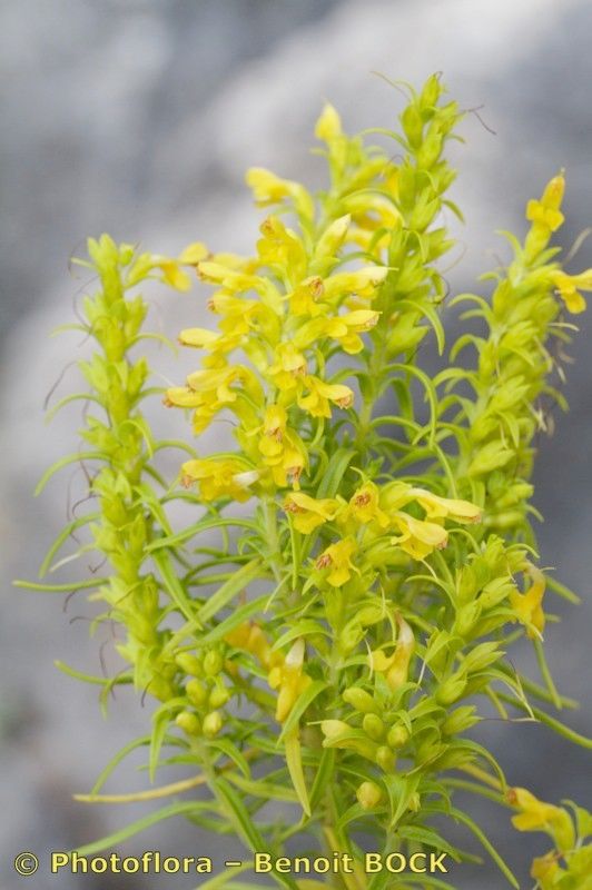 Odontites bocconei other