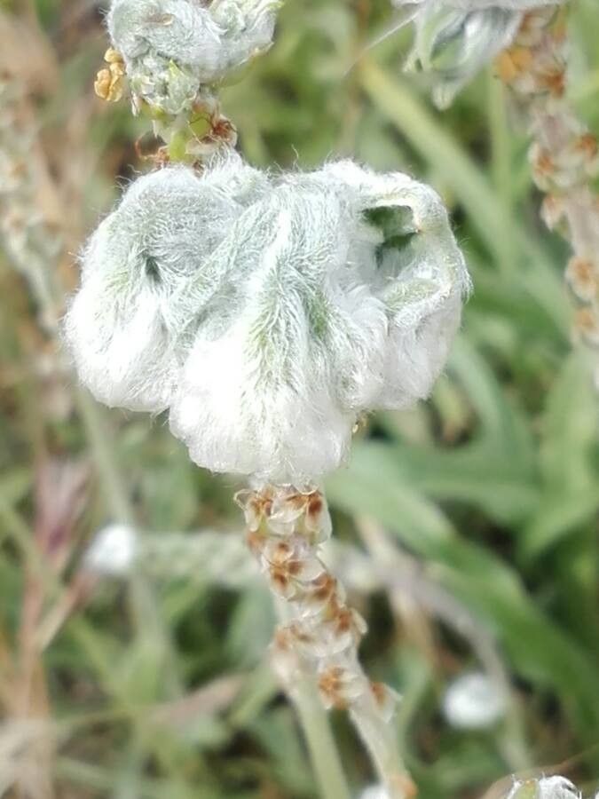 Bombycilaena erecta flower