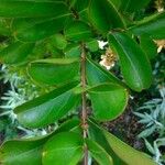 Lagerstroemia indica