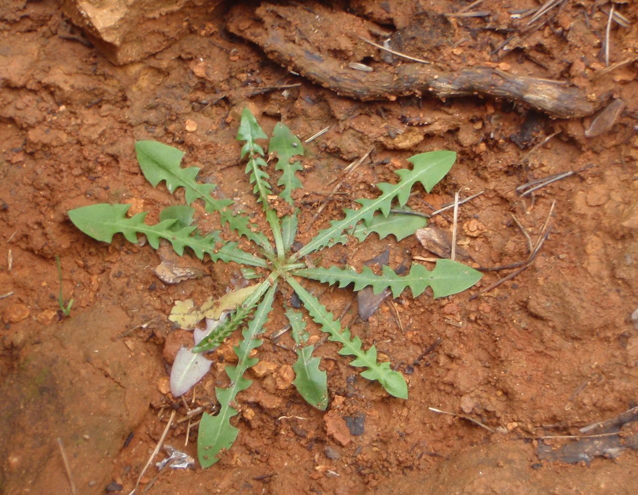 Crepis leontodontoides habit