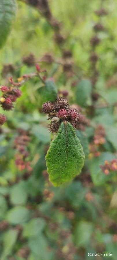 Triumfetta rhomboidea flower