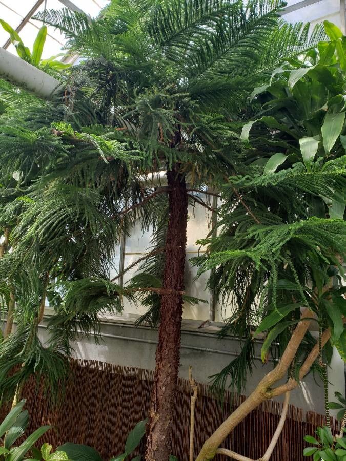 Araucaria nemorosa habit