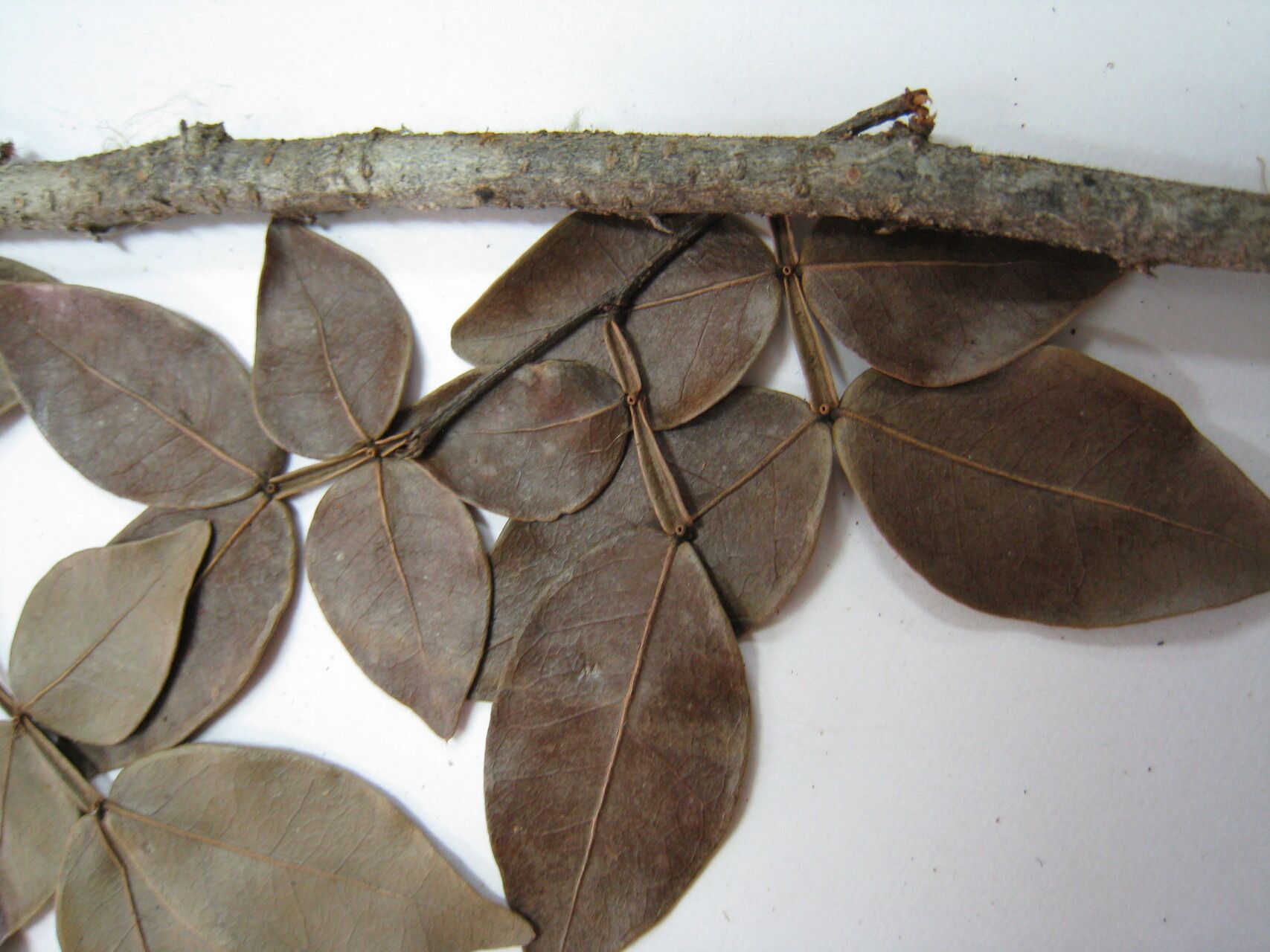 Inga virgultosa other