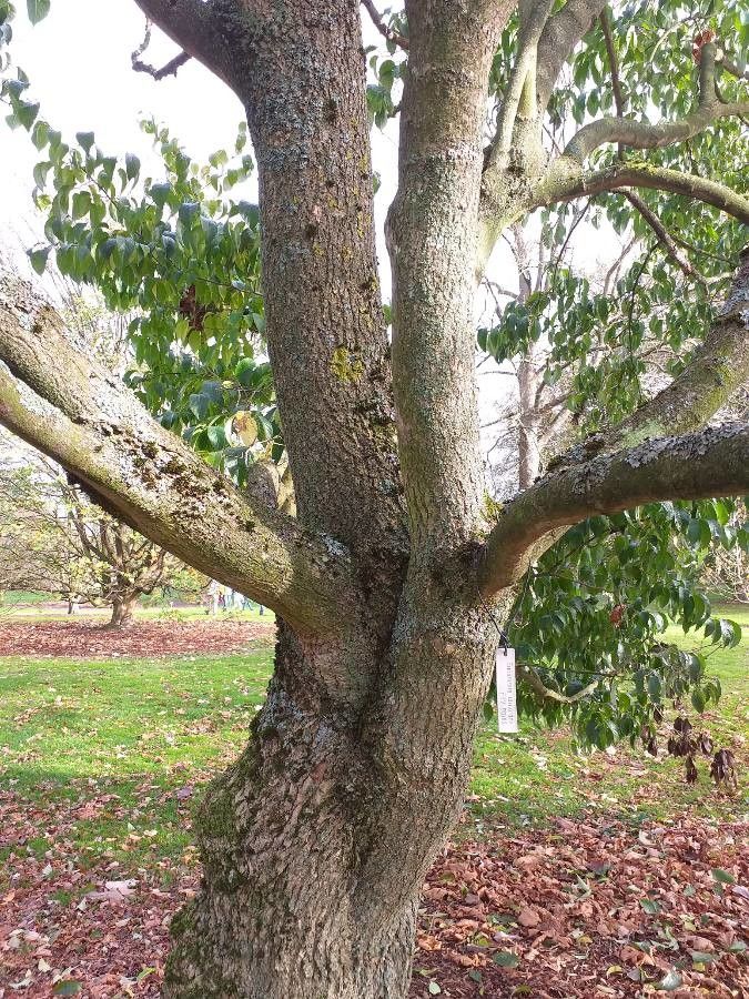 Eucommia ulmoides bark