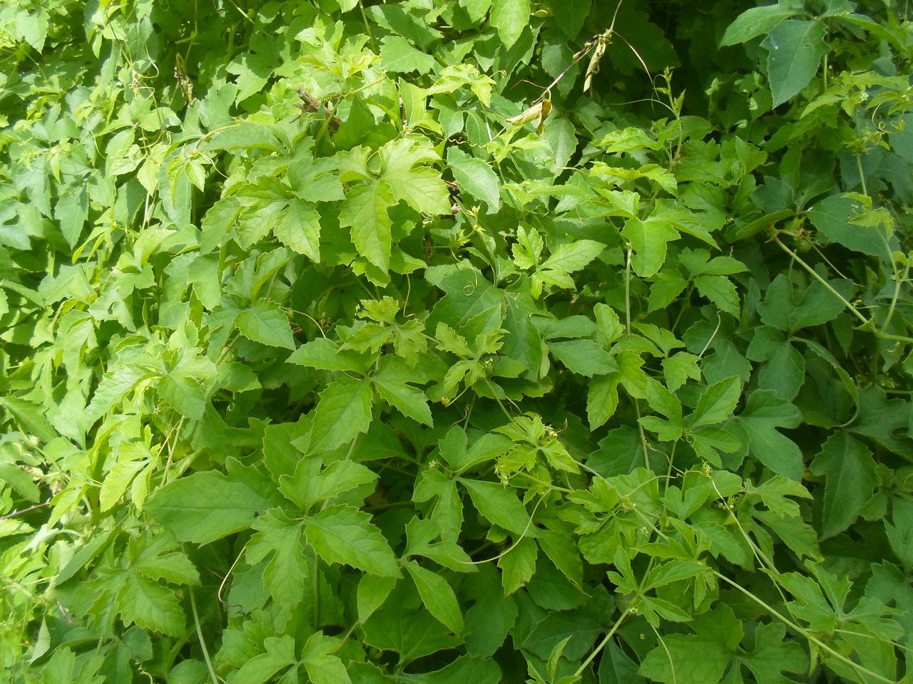Ctenolepis cerasiformis leaf