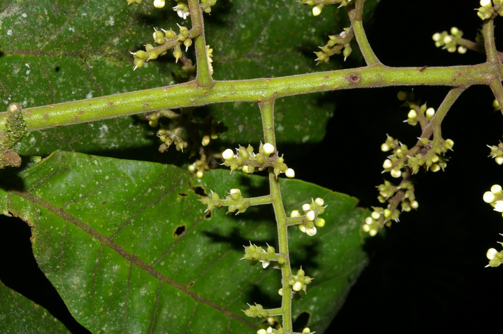 Meliosma cresstolina flower