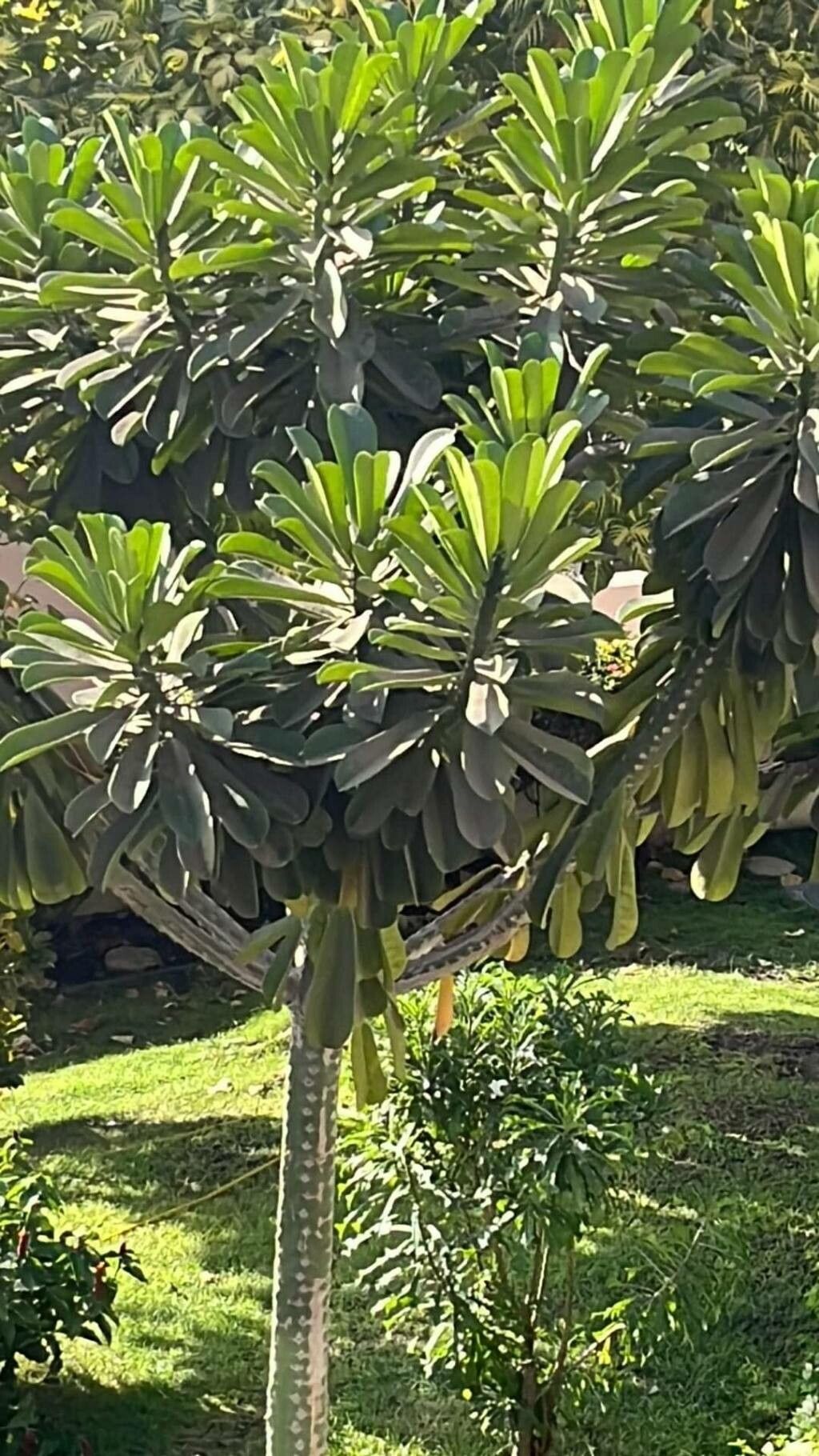 Euphorbia drupifera leaf