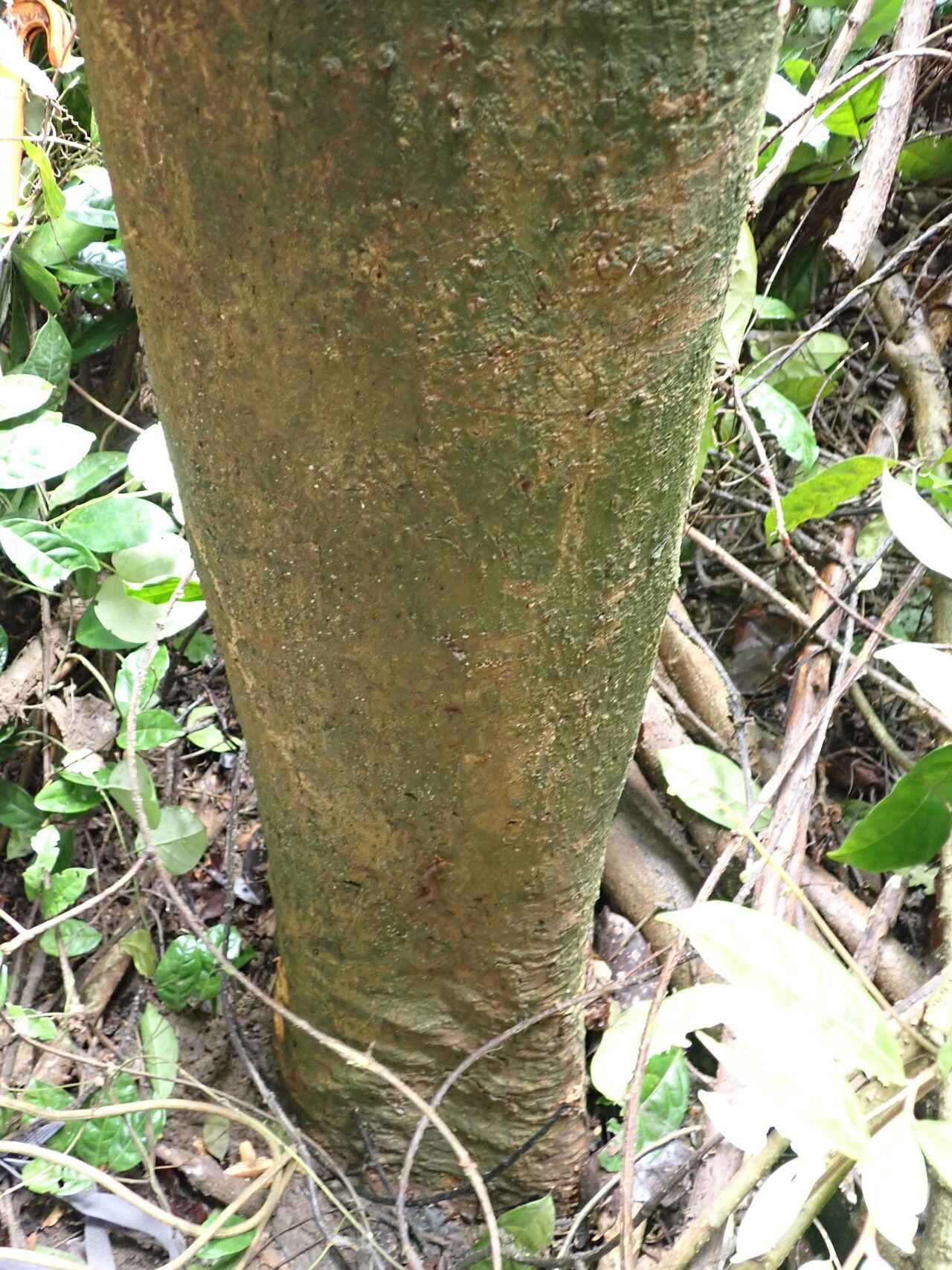 Casearia prismatocarpa bark