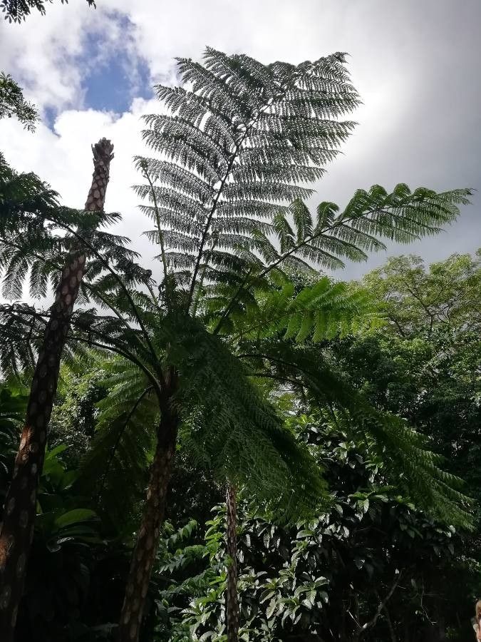 Sphaeropteris intermedia leaf