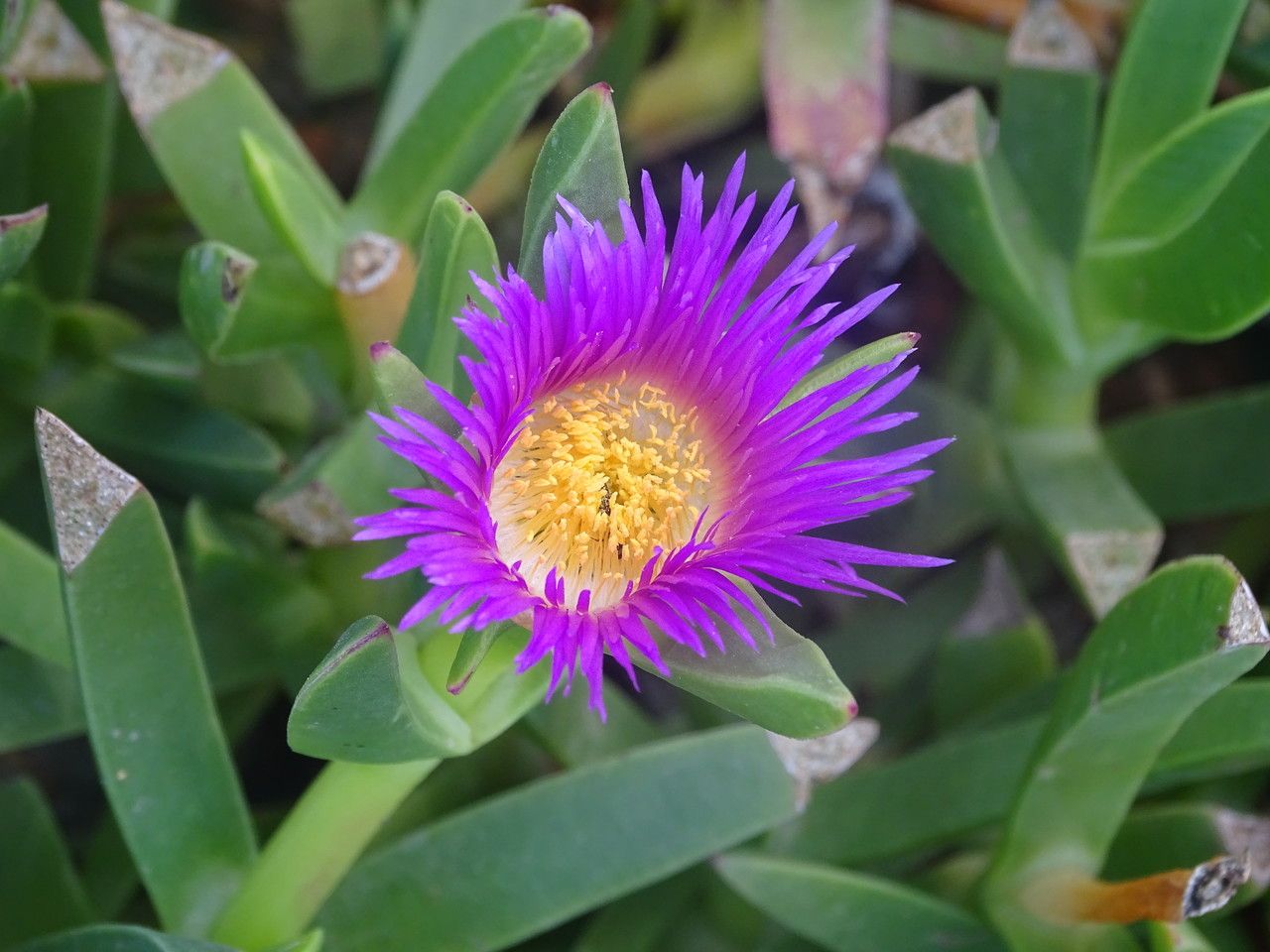 Carpobrotus acinaciformis flower