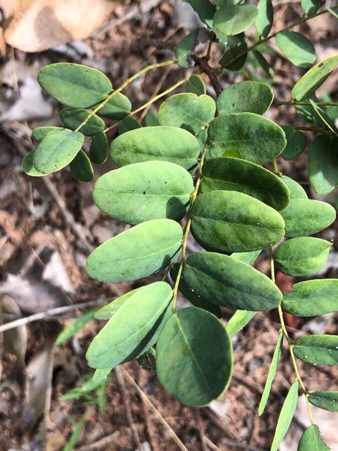 Dalbergia miscolobium leaf