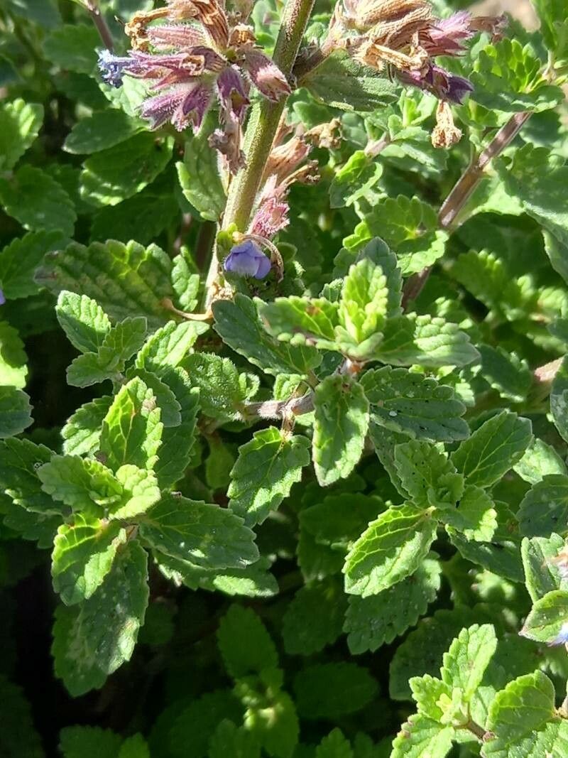 Nepeta x faasseni leaf