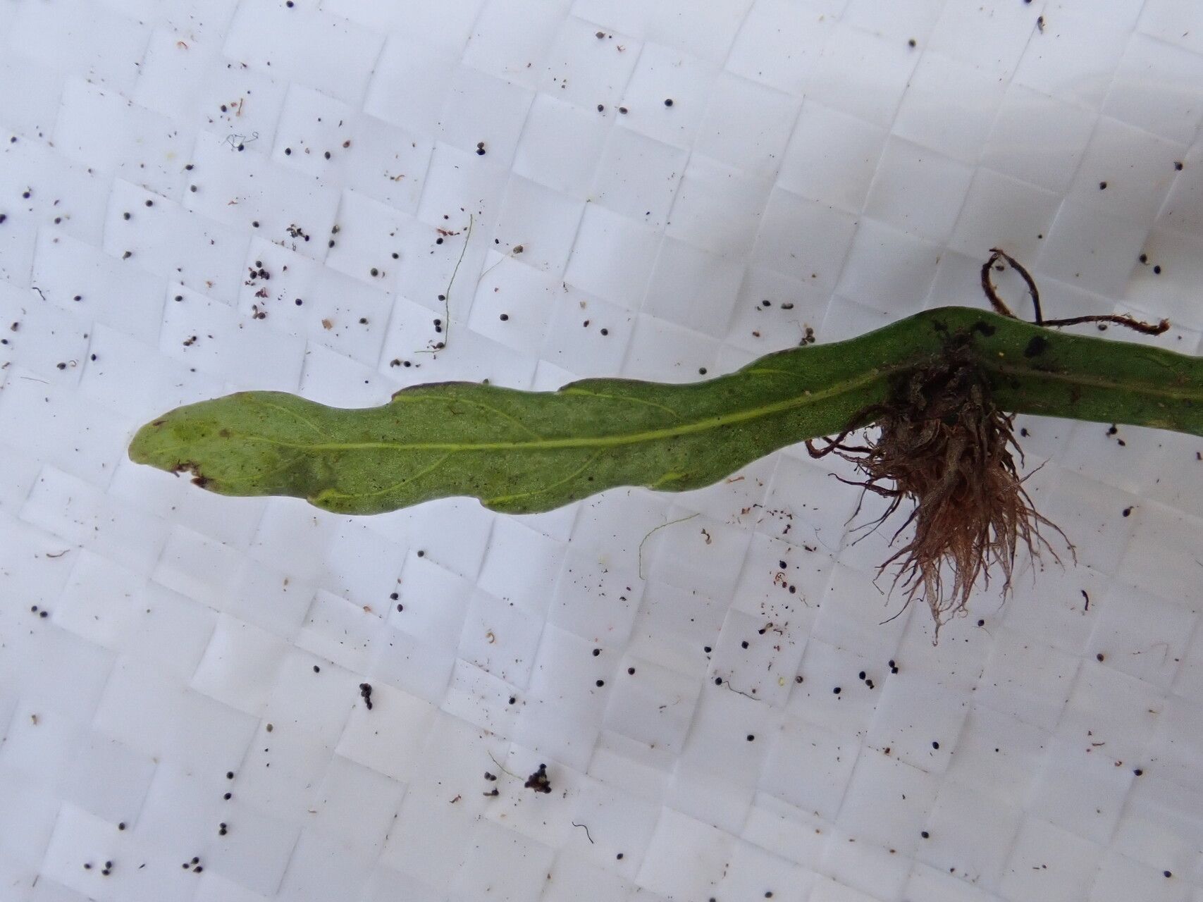 Bolbitis acrostichoides other