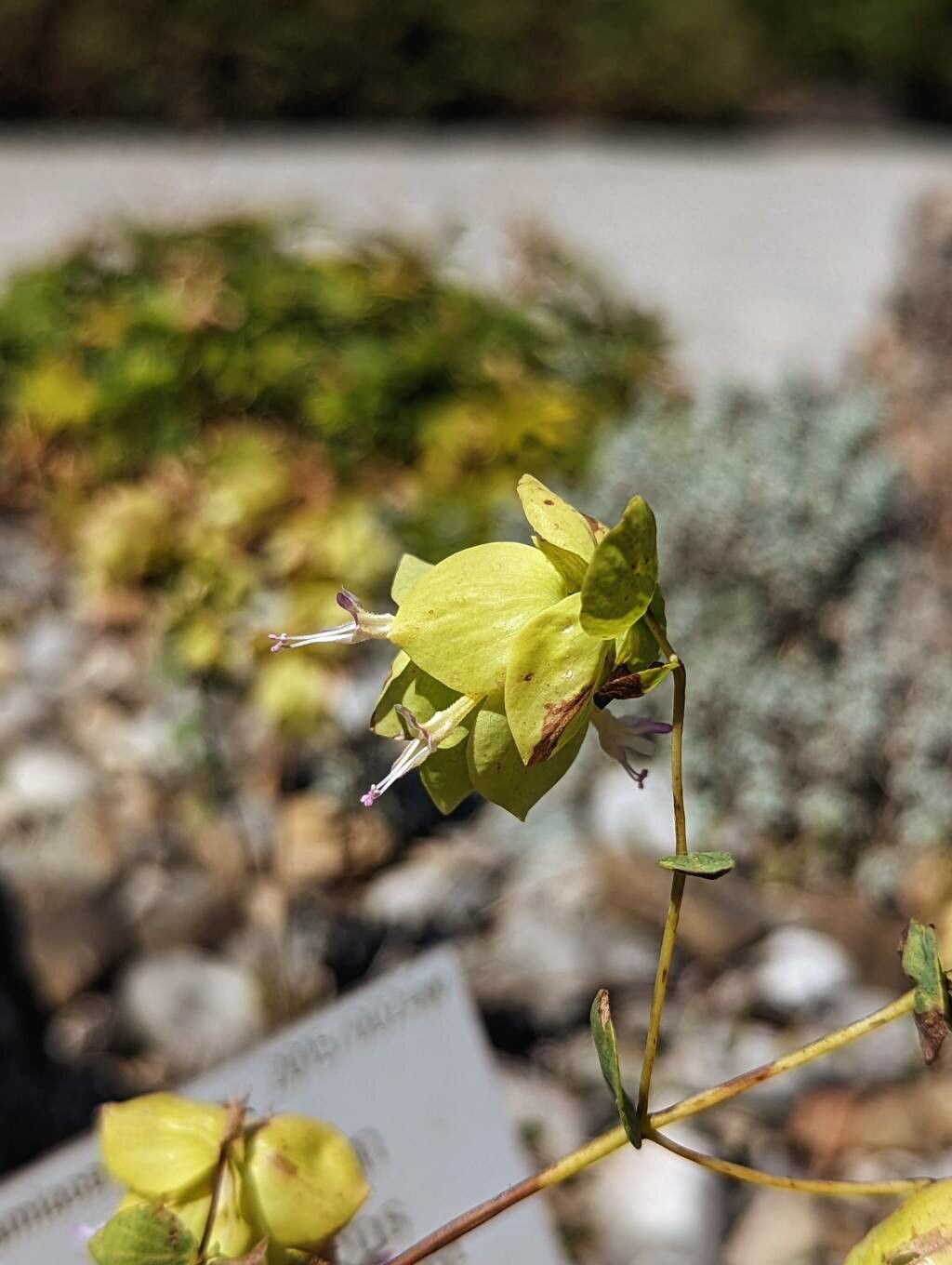 Origanum acutidens flower