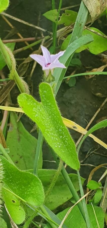 Ipomoea sinensis — houseplant care guide