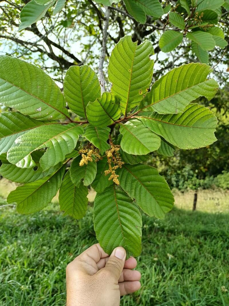 Cupania rufescens — houseplant care guide