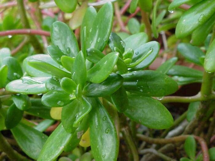 Sedum confusum — houseplant care guide