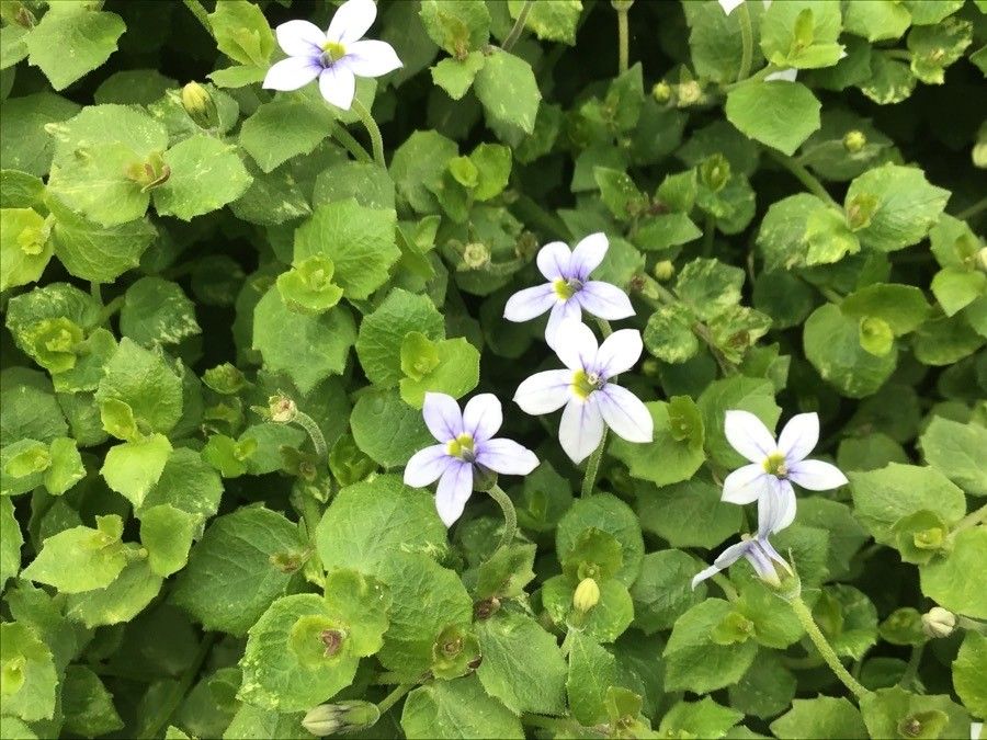 Lobelia pedunculata flower