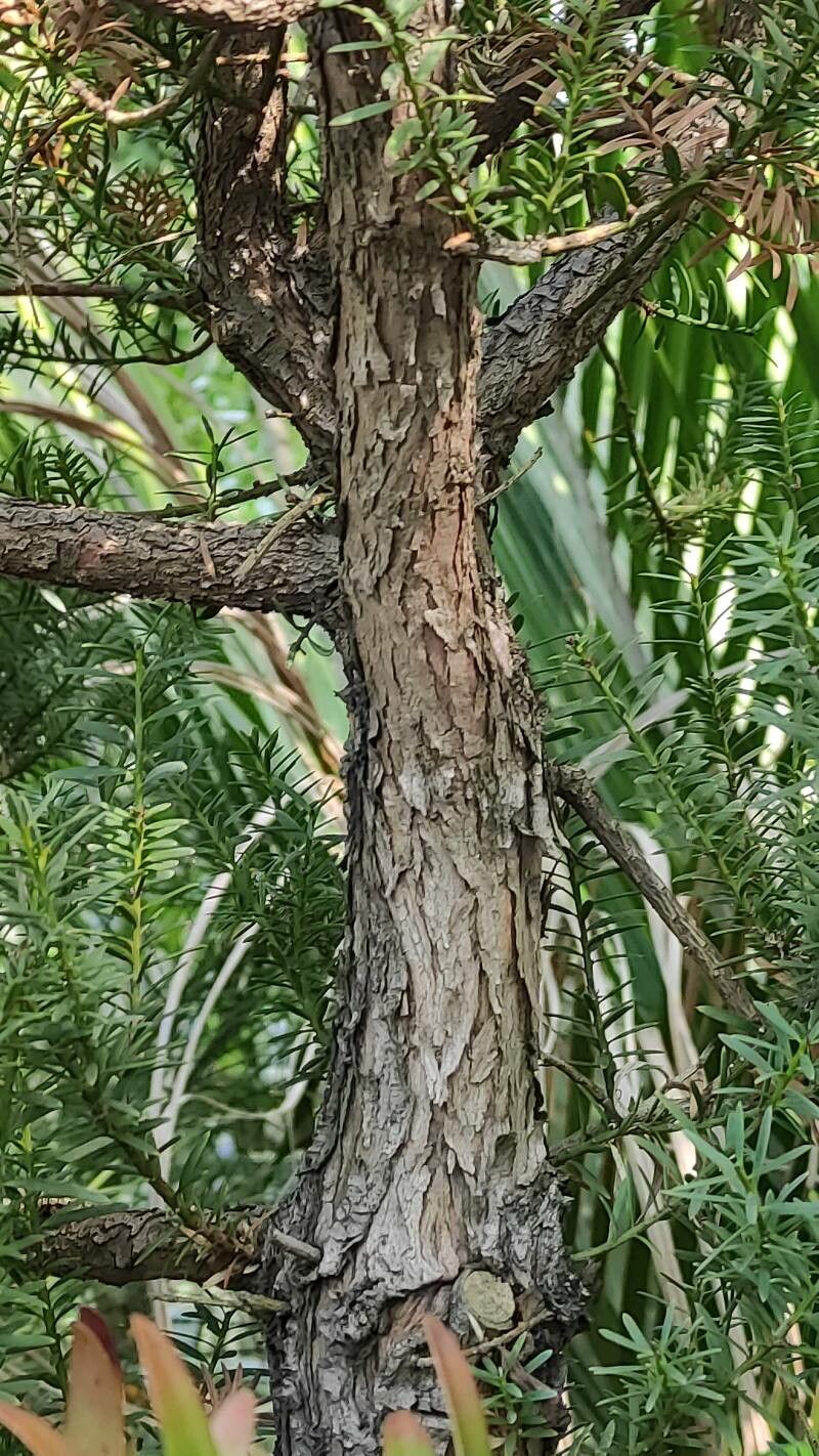 Podocarpus totara bark