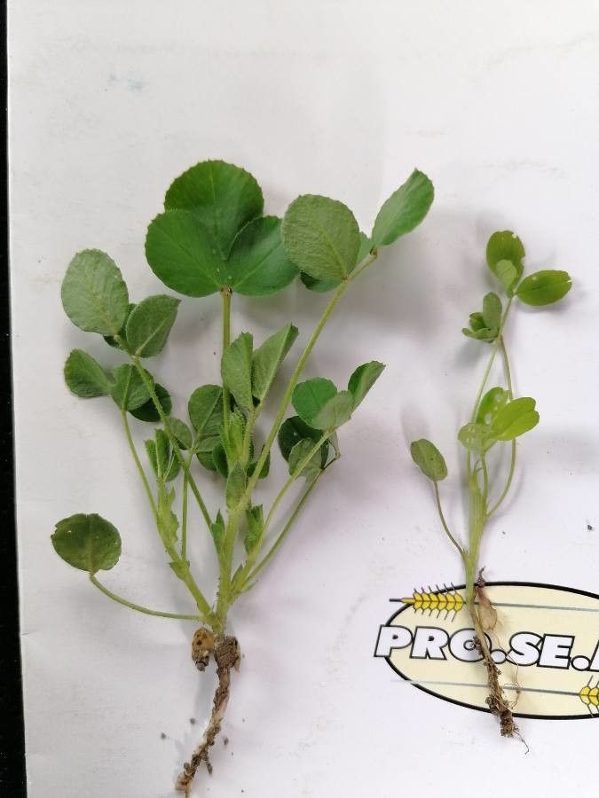 Medicago scutellata leaf