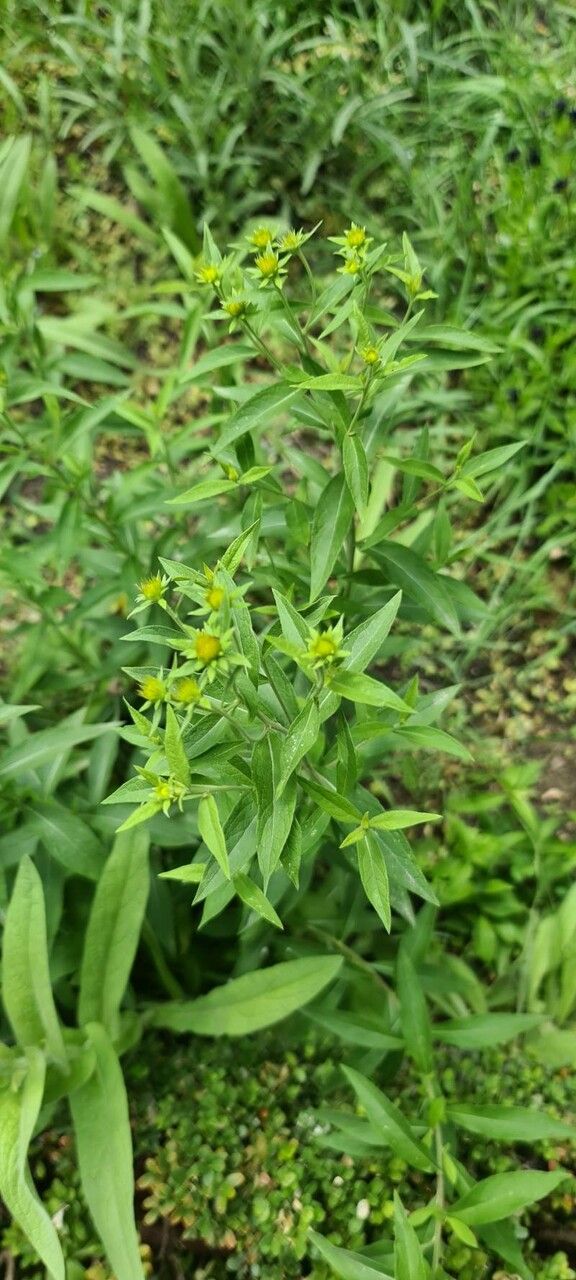 Inula helvetica flower