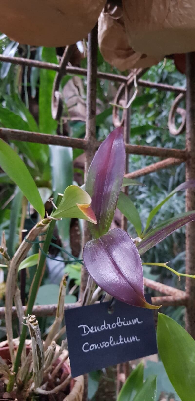 Dendrobium convolutum — houseplant care guide