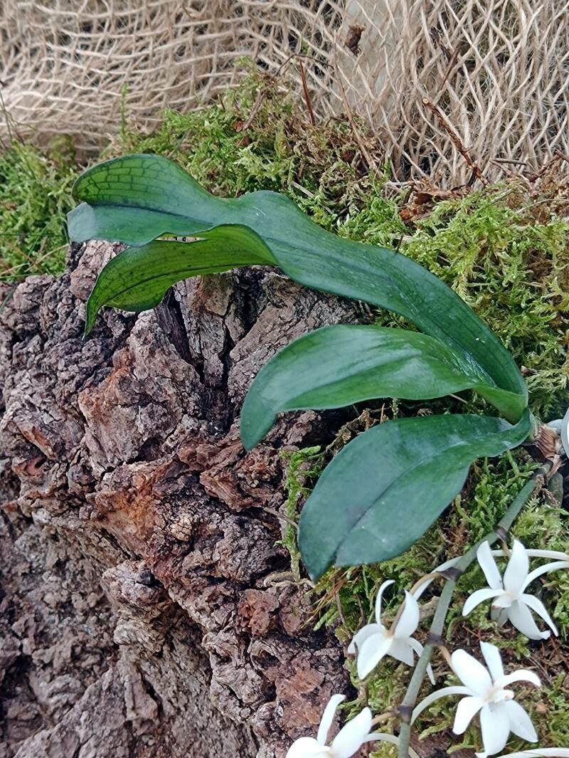 Aerangis mystacidii — search result for 'Aerangis'