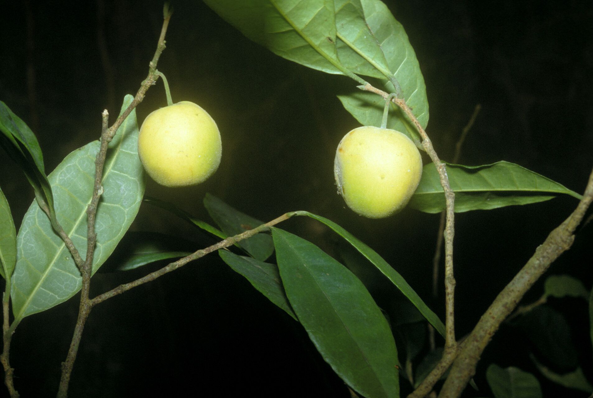 Brosimum oligandrum fruit