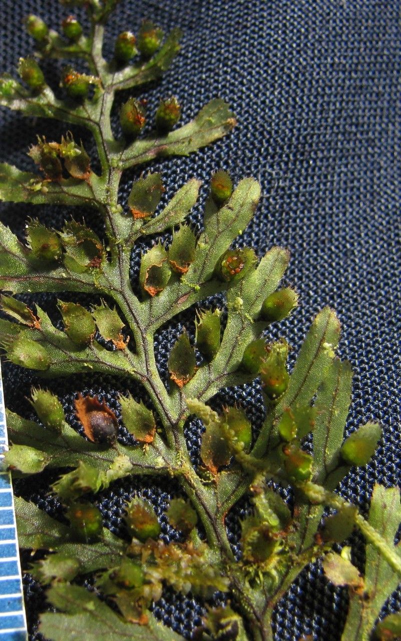 Hymenophyllum fucoides other