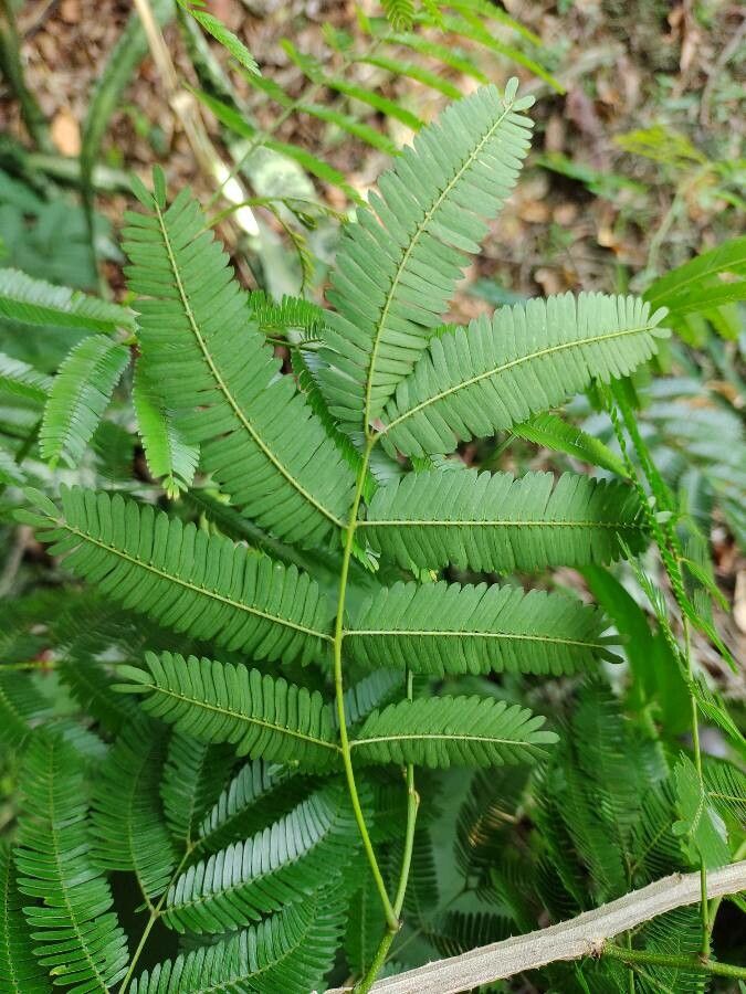 Piptadenia gonoacantha — houseplant care guide