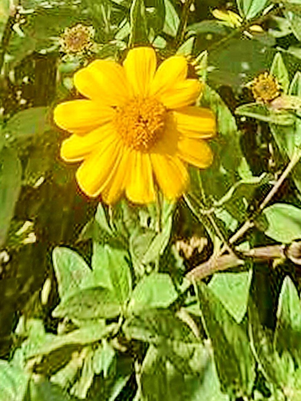 Viguiera pazensis — related species from the same genus