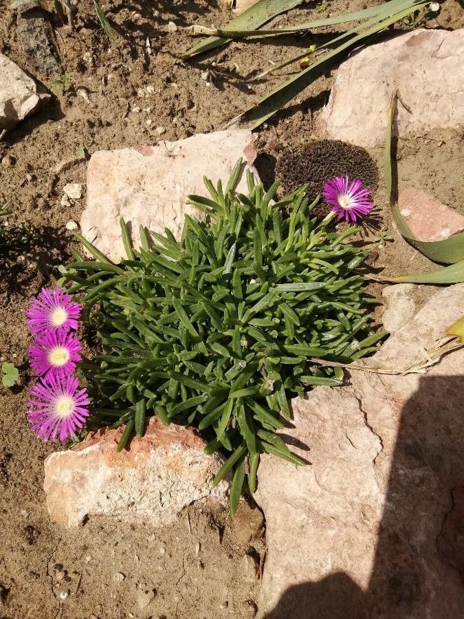 Lampranthus roseus flower