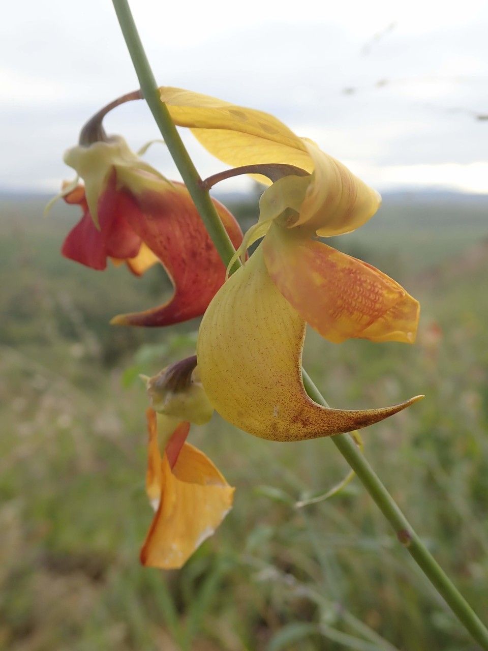 Gladiolus dalenii fruit