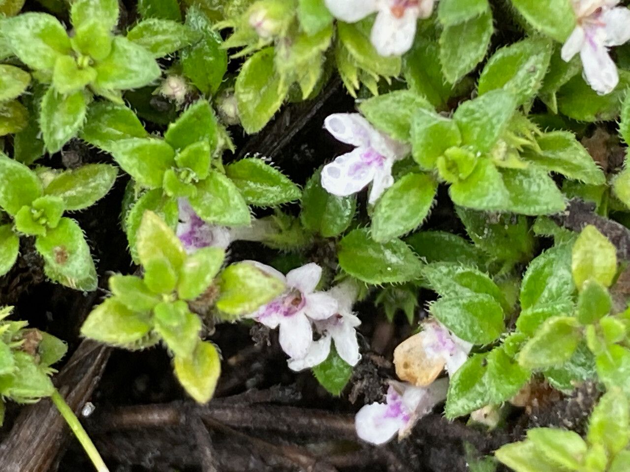 Clinopodium nubigenum — search result for 'Clinopodium'