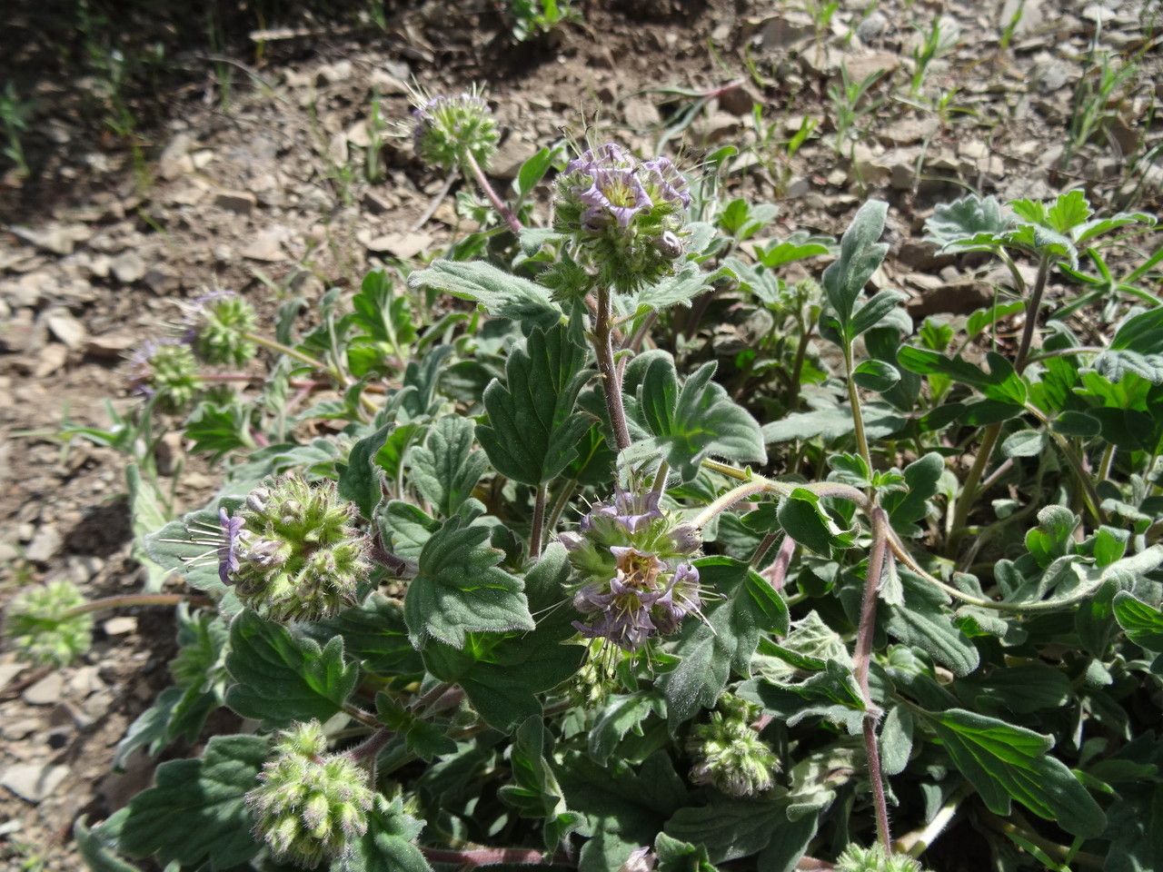 Phacelia hydrophylloides habit
