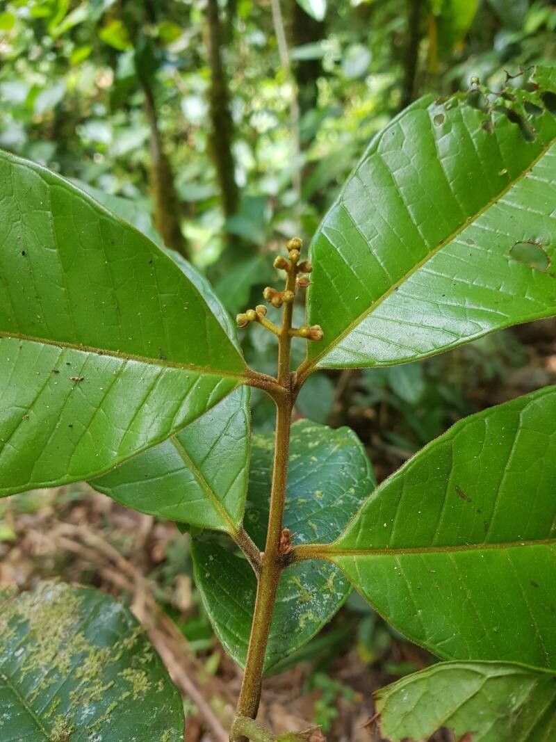 Myrcia riverae flower