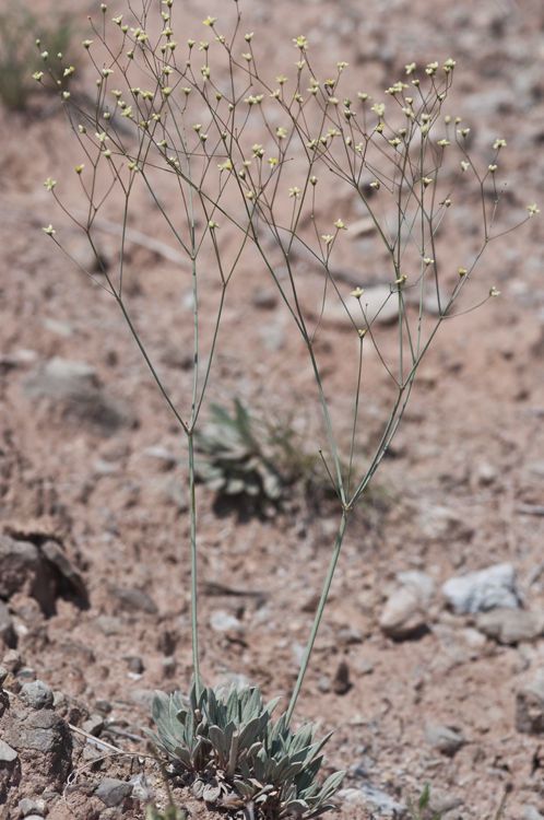 Eriogonum havardii habit